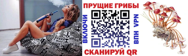 дарнет шоп  Камбарка  Галлюциногенные грибы Psilocybine cubensis 